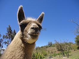 llamingo,厄瓜多尔,哺乳动物