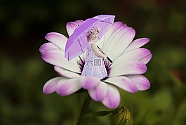 花,紫色,夏天