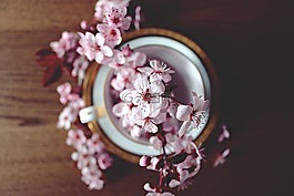 春,櫻桃,盛開