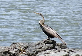 鸟,飞鱼,snakebird