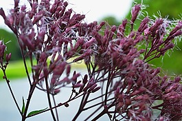 紫,花,紫色的小花