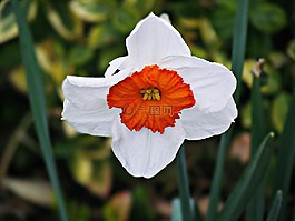 水仙,春,花