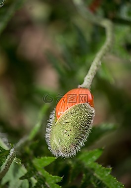 馬克,芽,鮮花