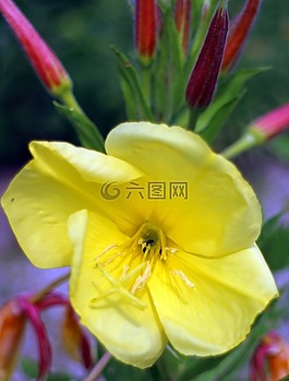 粉紅色月見草,月見草,常見月見草