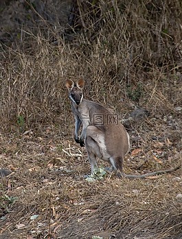 长尾蜥袋鼠,漂亮的脸袋鼠,macropus parryi