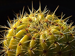 仙人掌,植物
