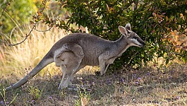 长尾蜥袋鼠,漂亮的脸袋鼠,macropus parryi