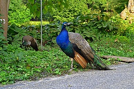 孔雀,公園,鳥