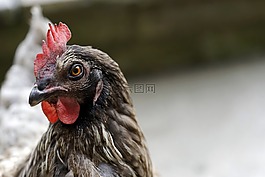 雞,鳥,母雞