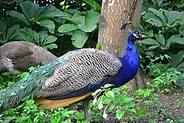 孔雀,公園,鳥