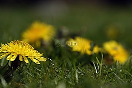 蒲公英,花,草