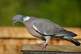 woodpigeon,鴿子,側視圖