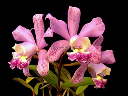 蘭花,植物,花卉