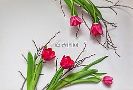分支,鮮花,郁金香