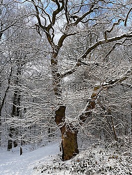 樹,雪,冬天
