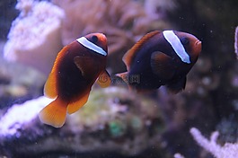 魚,小丑魚,水族館