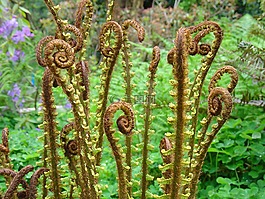蕨菜,蕨类植物,植物