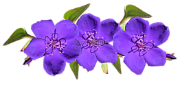 紫色,鮮花,安排