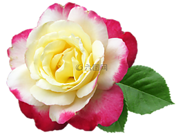 花,玫瑰,雙重喜悅