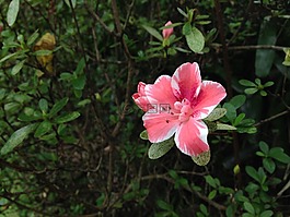 粉紅色的花,映山紅,毛伊島努伊