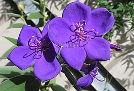 花,自然,植物區(qū)系