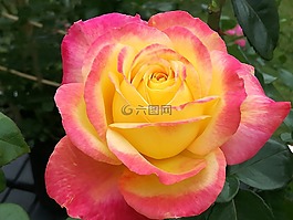 玫瑰,開花,玫瑰綻放