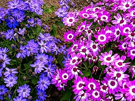 鮮花,植物區(qū)系,自然