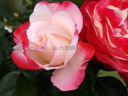 玫瑰,開花,玫瑰綻放