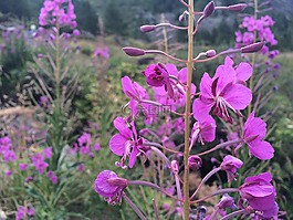頓生,紫色,花