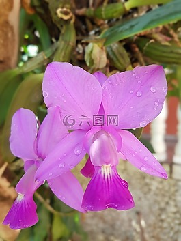 蘭花,花卉,植物學家