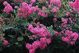 迎春花,花叢,花園