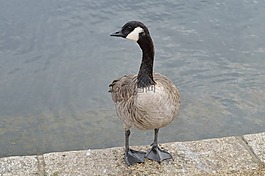 鴨,鳥,野鴨