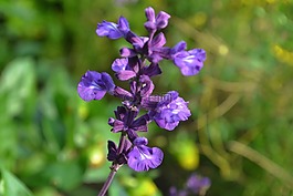 紫,開花,花