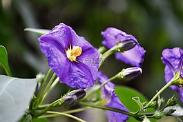 紫,開花,花