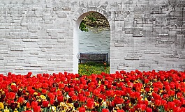 郁金香,春天,紅色