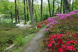 植物園,德文,賓夕法尼亞州