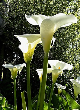 马蹄莲,鲜花,wildwachsend