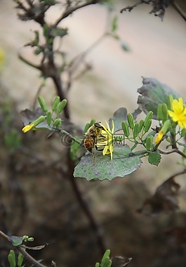 蜜蜂,花卉,昆蟲