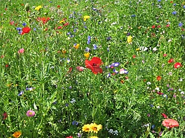 夏季,花,鮮花