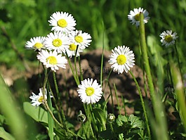 雛菊,花園,草地