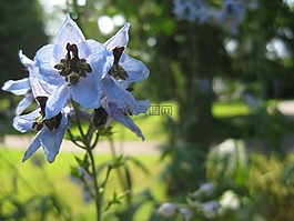 花,開花,春天