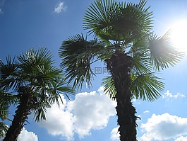 棕櫚,夏季,假期