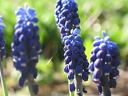 muscari,风信子,花园