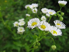 開花,白,廠