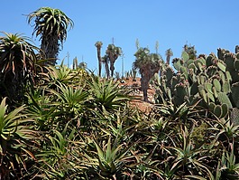 花园,植物园,植物群