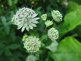 開花,白,廠