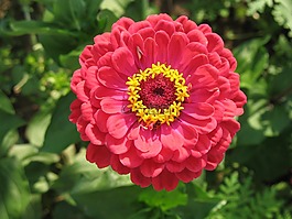 百日草,紅色,花