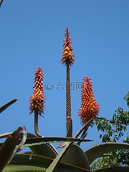 龍舌蘭,花序,蠟燭