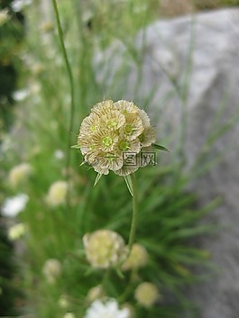 开花,球,白