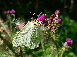 gonepteryx rhamni,蝴蝶,動物
